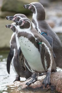 \"Pinguine